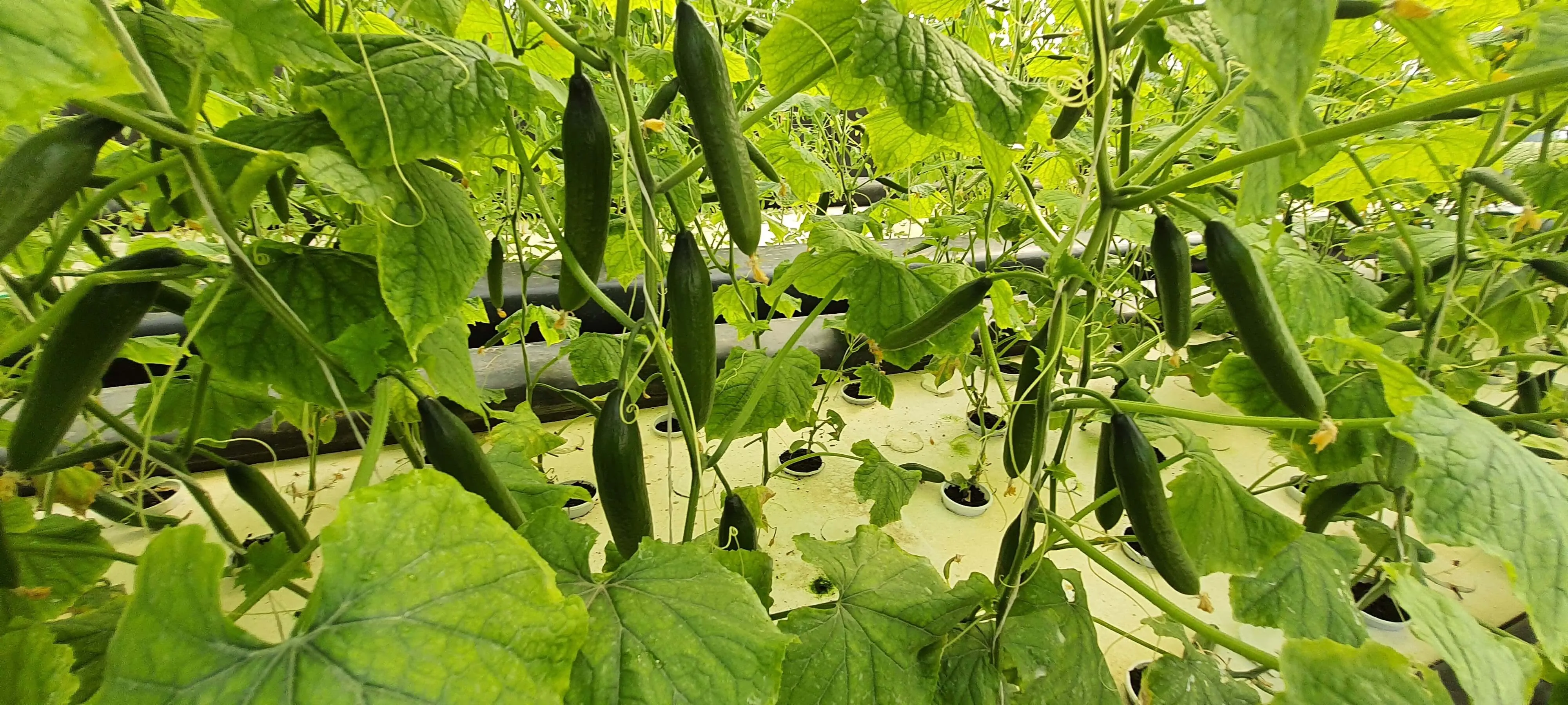 Greenhouse background image 7